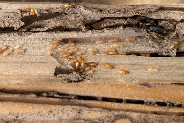 Best Best Pest Control Companies  in Ceresco, NE